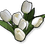 Bunga Tulip