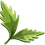 Mugwort